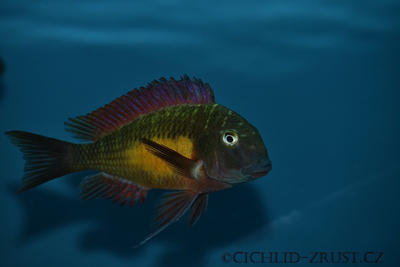 Tropheus moorii 'Kasanga'